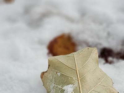 Apex Professional Body Piercing