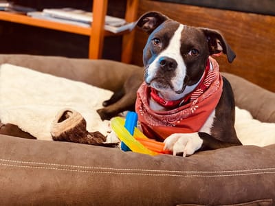 Art District Chicago Tattoo Studio