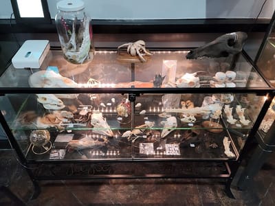 Ascension Body Modification