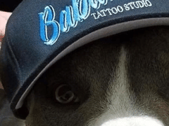 Babalu's Professional Tattoo Studio