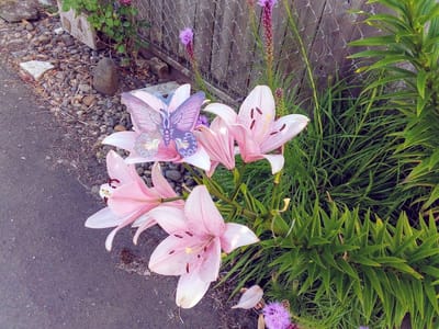 Black Hole Body Piercing & Tattoo