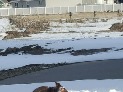 Bleeding Cowboy Tattoo