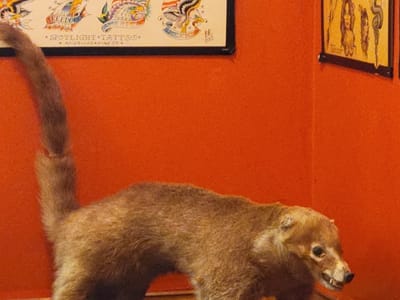 Bob Robert's Spotlight Tattoo