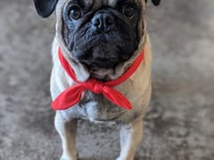 Bombshell Tattoo Parlour