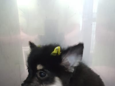 Chicos Marked 4 Life