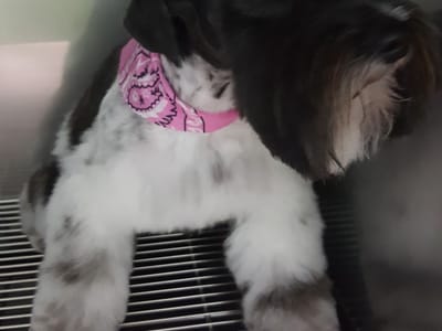 Chicos Marked 4 Life