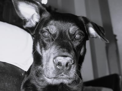 DarkArt Tattoo Collective