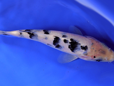 De Los Angeles Designs, LLC