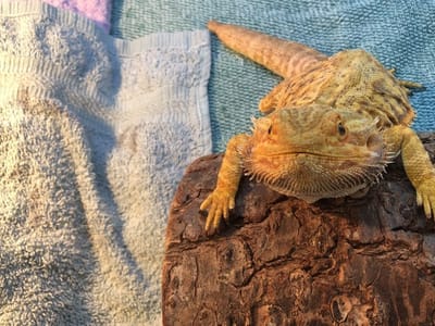 Devoted Tattoo Studio