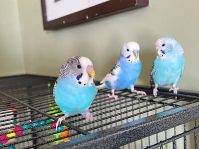 Eastern Sun Cosmetics