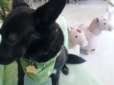 Everybody Tattoo Studio