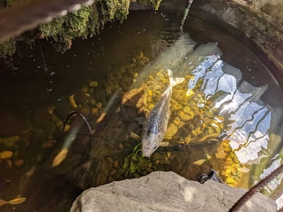 Evolution Body Piercing