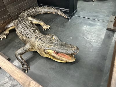 Foolish Pride 2 Tattoo Co.