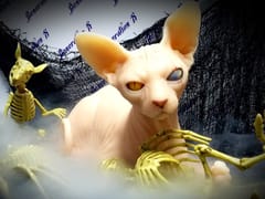 Generation X Tattoos and Piercings