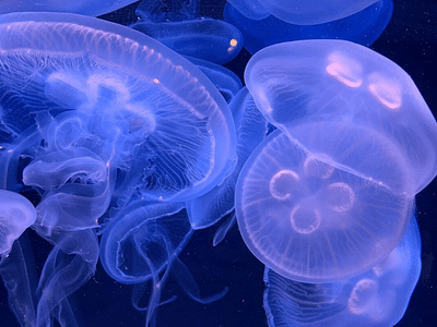 Jellyfish Daydreams LLC