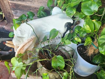 Leviticus Tattoo and Body Piercing