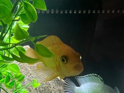 Midgard Tattoo Company