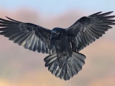 New Element Tattoo & Piercing