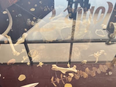 Noble Jackals Tattoo Studio