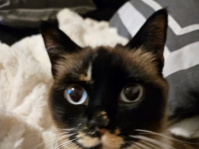 Old School Tattoo and Piercing