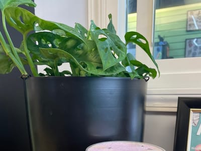 Sacred Art Tattoo and Coffee Bar