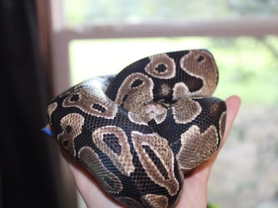 Shotgun Tattoos & Body Piercing