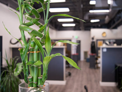 South Town Tattoo Collective *NO PIERCINGS*