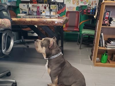 Tattoo Perfection Adkins