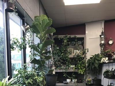 The Darling Grey Tattoo,Gallery & Piercing