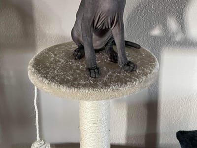 The T.R.I.B.E. Zoo, LLC Tattoo