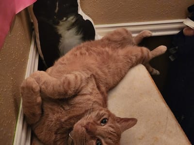 Venetian Tattoo & Piercing 2