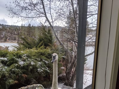 ZenArt ink tattoo studios